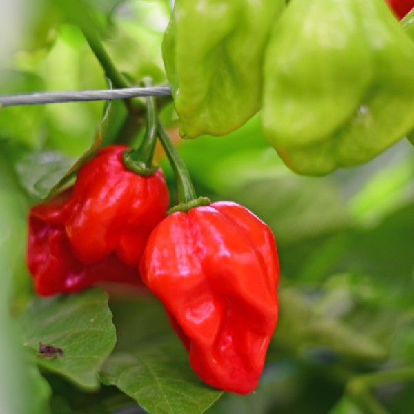 Organic Habanero Francisca Red TM Chili Seeds