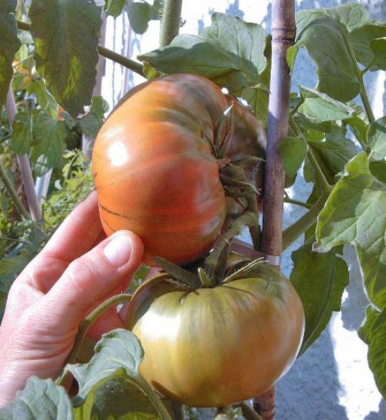 Black from Tula Tomato Seeds