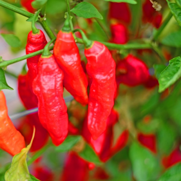 Bio_Naga_Morich_Red_Chili_Samen_01.jpg