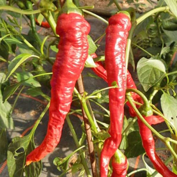 Elephants Trunk Red Chili Seeds