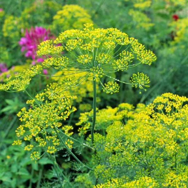 Dill_Bouquet_Samen_1.jpg