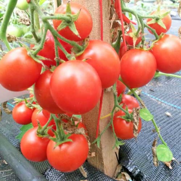 Maskotka_Tomaten_Samen_1.jpg