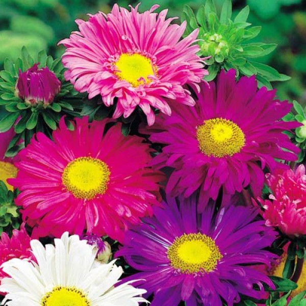 Aster_China_Single_Mixed_Samen_1.jpg