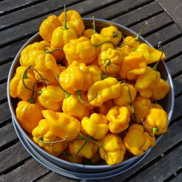 TSC_Yellow_Scotch_Bonnet_Chili_Samen_1.jpg