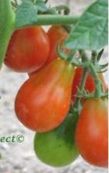 Red Pear Cherry Bell Tomato Seeds