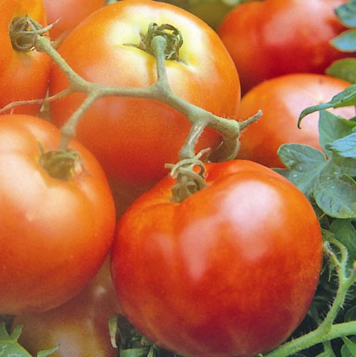 Ailsa Craig Tomato Seeds