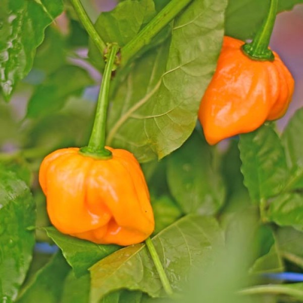 Organic Habanero Tenziha Yellow Chili Seeds