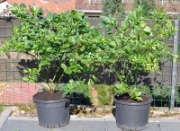 Sind_Chili_Pflanzen_mehrjaehrig_1.jpg Sind_Chili_Pflanzen_mehrjaehrig_1.jpg