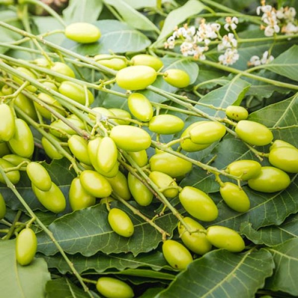 Neem - biodegradable and effective