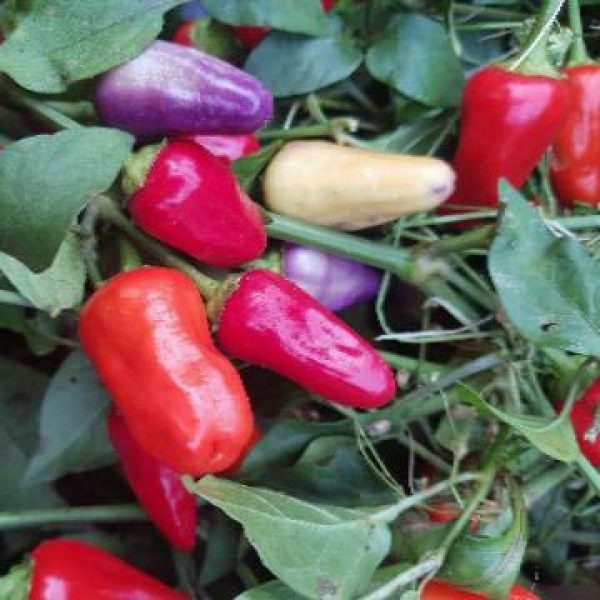 Chinese Five Color Chili Seeds