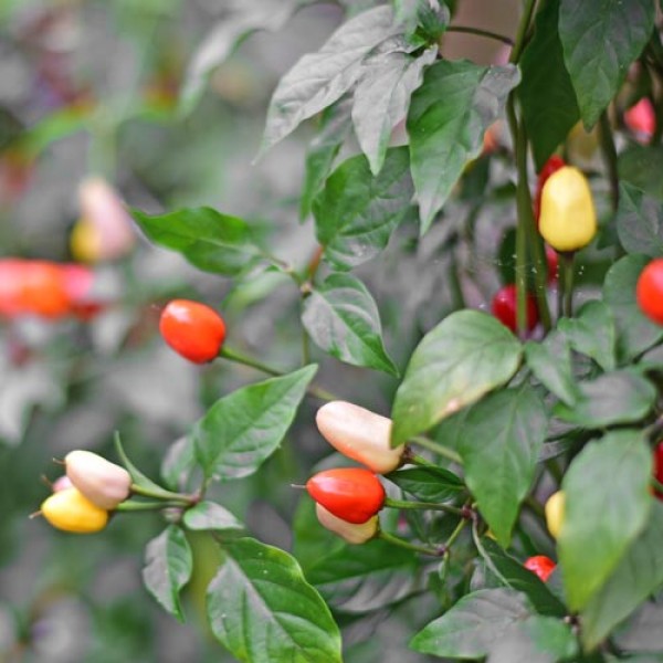 Chinese Five Color Chili Seeds