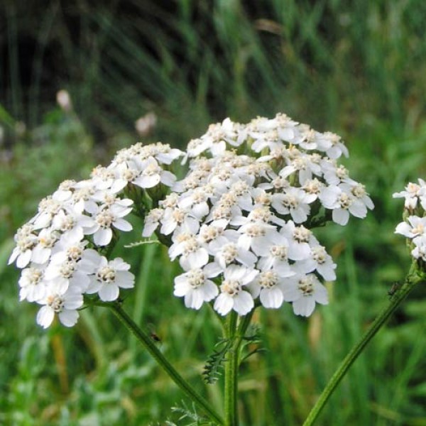 Schafgarbe_White_Beauty_Samen_1.jpg