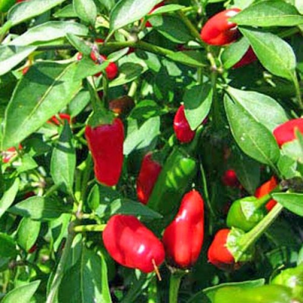 Gakido Chili Seeds