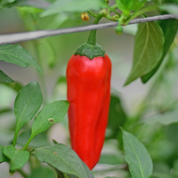 Bio_Shakira_Chili_Samen_01.jpg