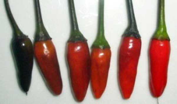 Royal Black Chili Seeds