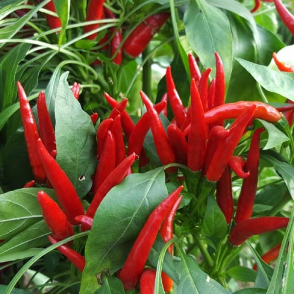 Thai Red Chili Seeds