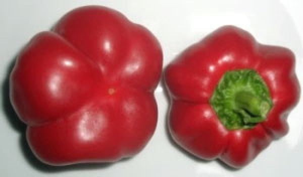 Topepo Rosso Chili Seeds