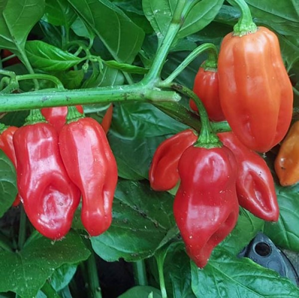 Antillais 14.5 Hot Chili Seeds