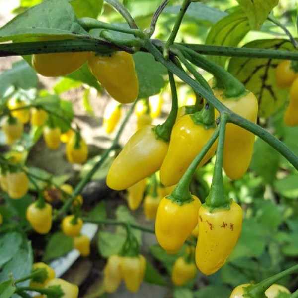 Habanero Cristina Chili Seeds