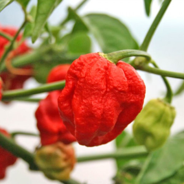 7 Pod Red Chili Seeds