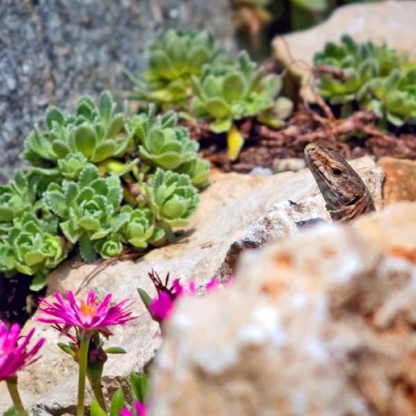 The rock garden - bee-friendly