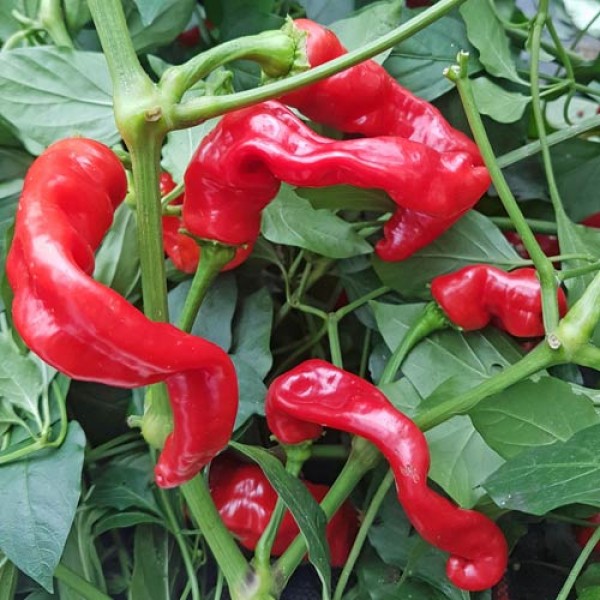 Maules_Red_Hot_Chili_Samen_1.jpg