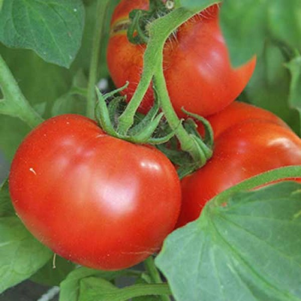 Montecarlo_Tomaten_Samen_1.jpg