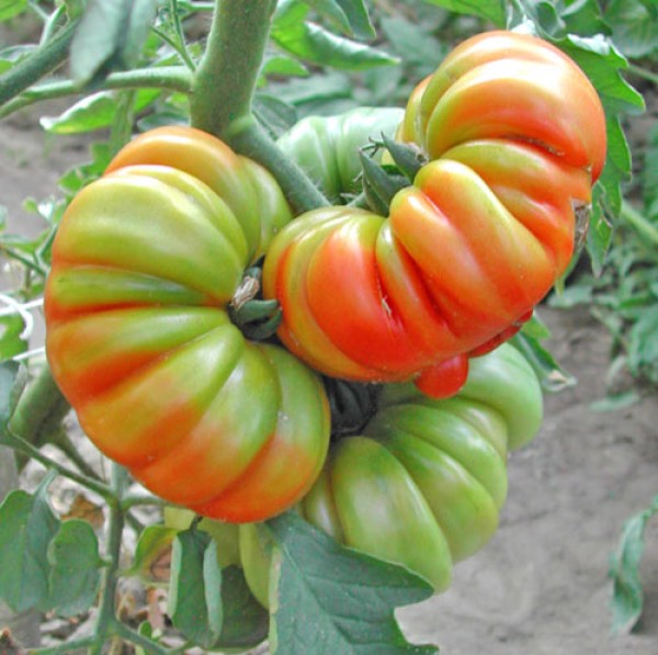 Costoluto di Parma Tomato Seeds