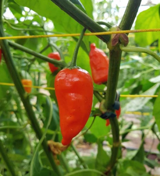 Aji_Ecuadorian_Orange_Chili_Samen_1.jpg