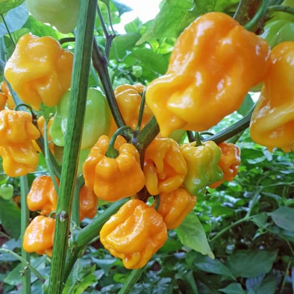 Roatan Pumpkin Habanero Chili Seeds