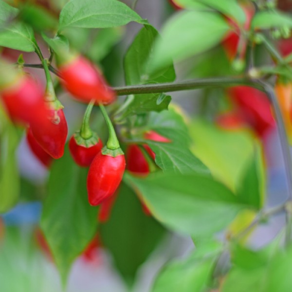 Organic Peito de Moca Chilli Seeds