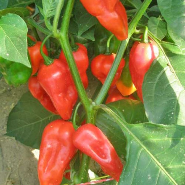 Habanero_Bido_Tacana_Red_Chili_Samen_1.jpg