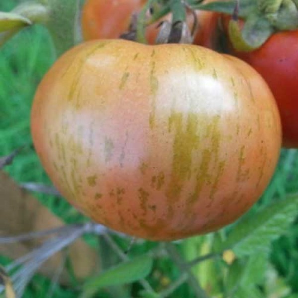 Red_Zebra_Tomaten_Samen_1.jpg