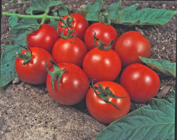 Alicante Tomato Seeds