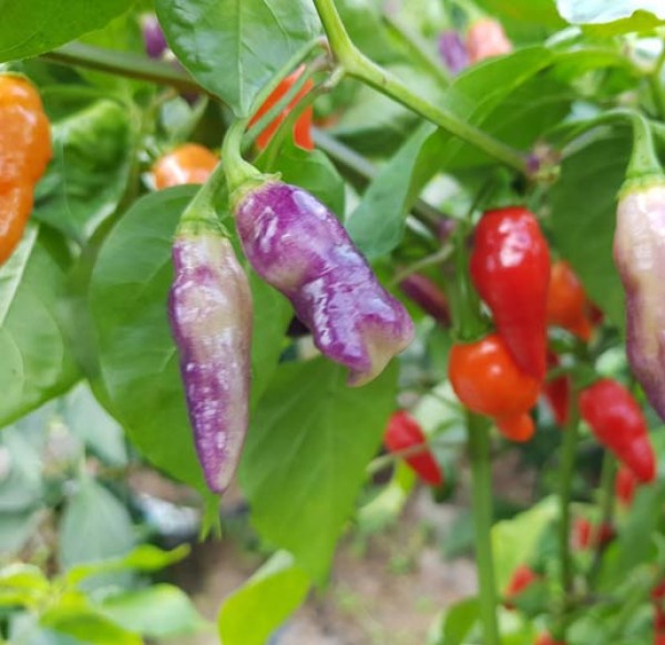 Condors Beak Chili Seeds