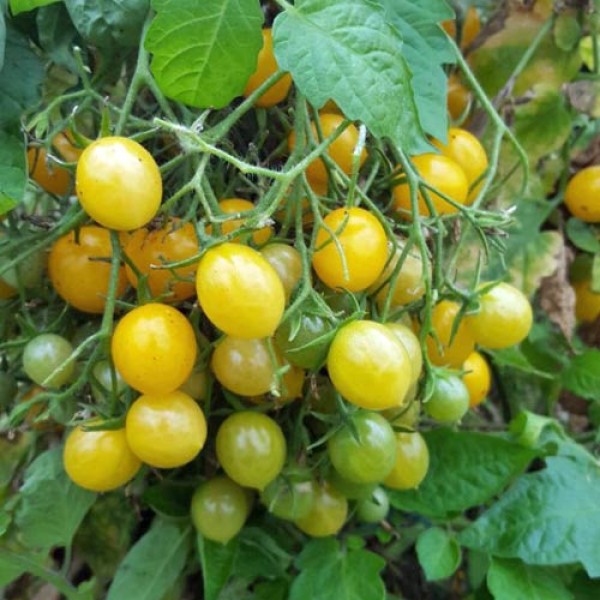 Mirabell_Tomaten_Samen_1.jpg