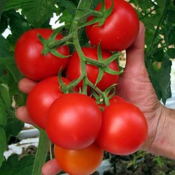 Tondo_Liscio_Tomaten_Samen_1.jpg