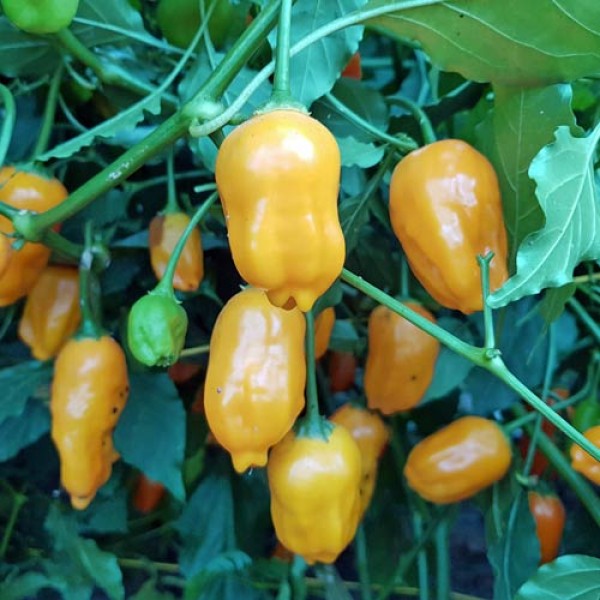El Oro de Ecuador Chili Seeds