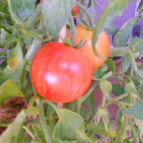 Tigerella Tomato Seeds