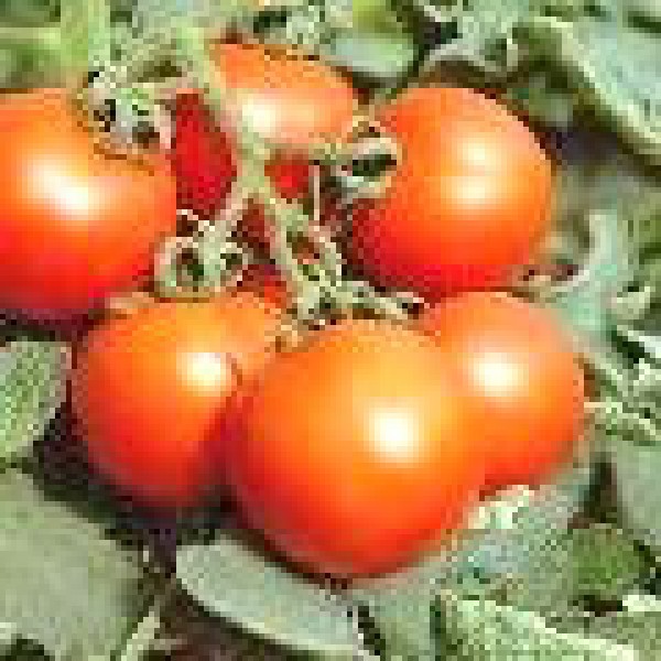 Outdoor Girl Tomato Seeds