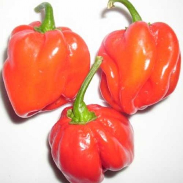 Habanero_Congo_Trinidad_Chili_Samen_1.jpg