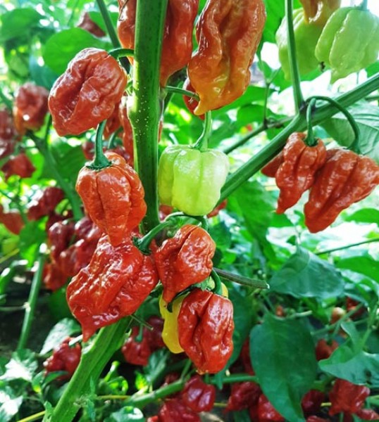 Organic Trinidad Scorpion Moruga Caramel Chili Seeds