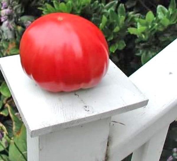 Gigante Johnson Tomato Seeds