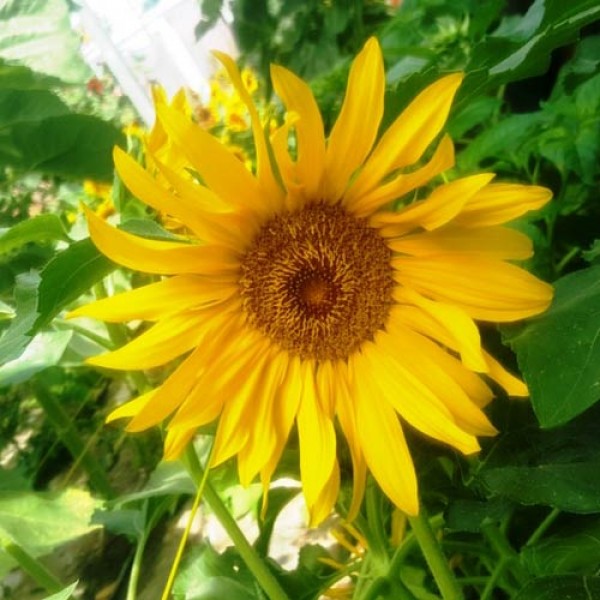 Sonnenblume_Sungold_Dwarf_Samen_1.jpg