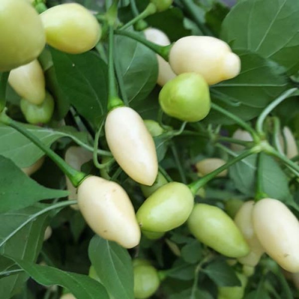 Snow White Chili Seeds