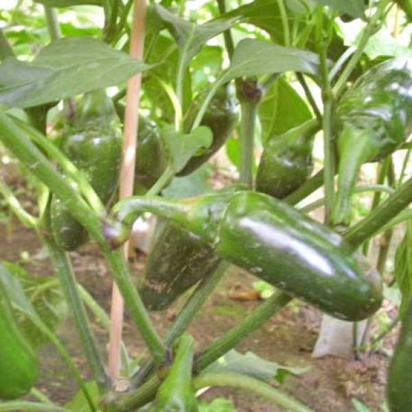 Jalapeno Jumbo Chili Seeds
