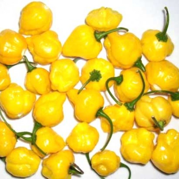 Yellow Bumpy Chili Seeds