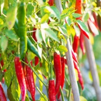 Chilis_richtig_duengen_01.jpg Chilis_richtig_duengen_01.jpg