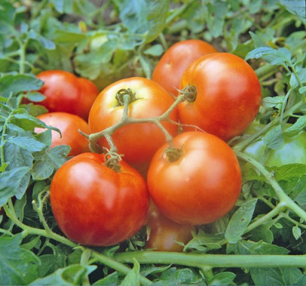 First in Field Tomato Seeds