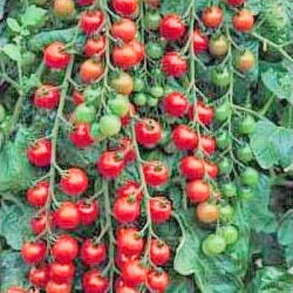Cerise Tomato Seeds
